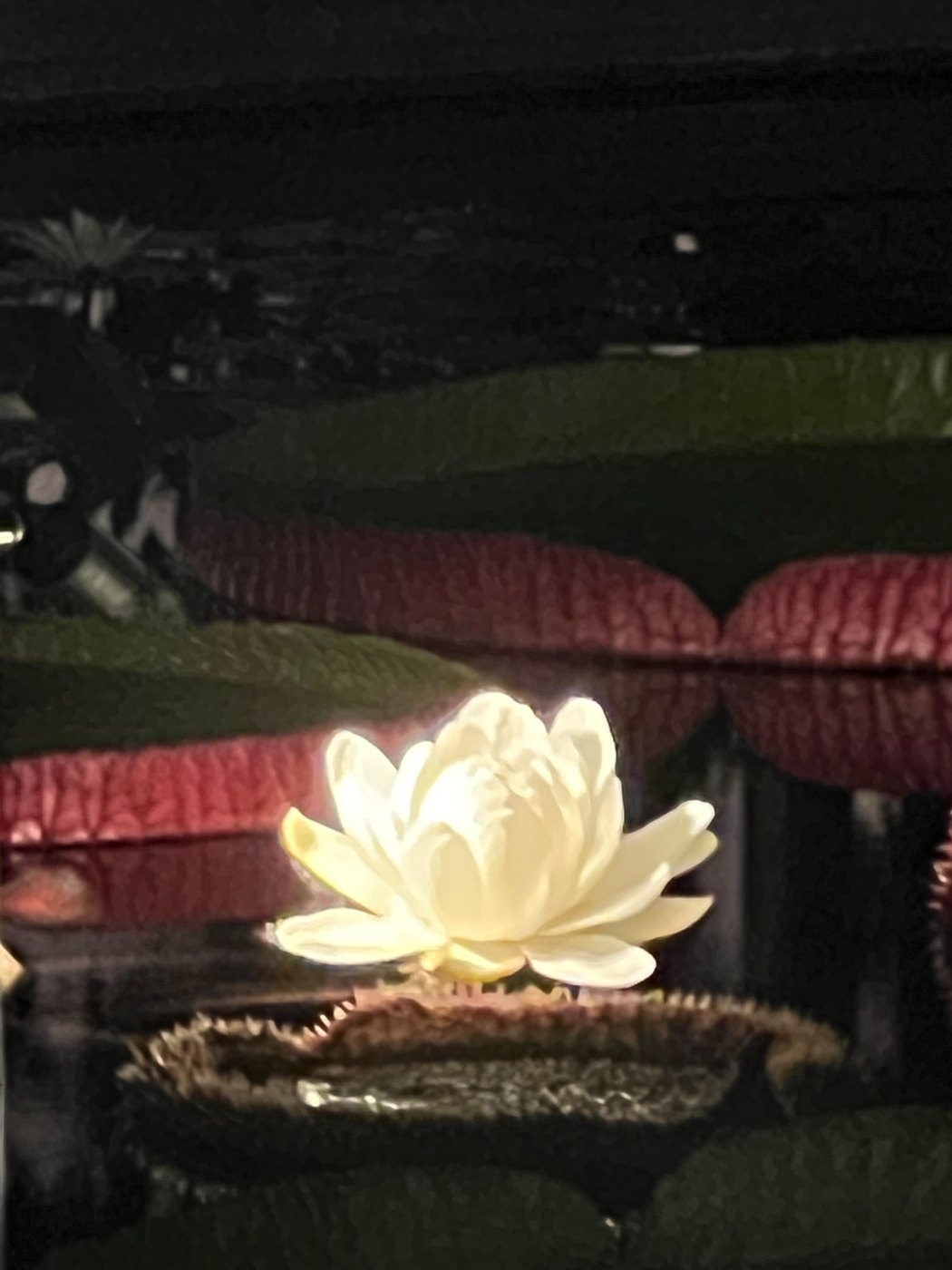 A white water lily glowing in the dark among giant round lily pads with red rims